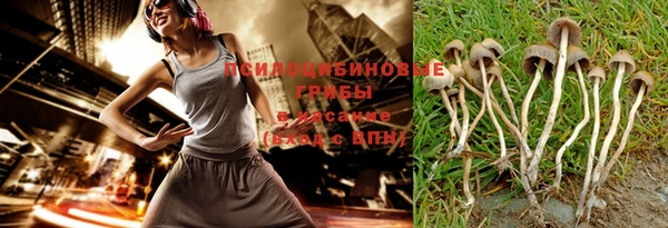индика Новозыбков